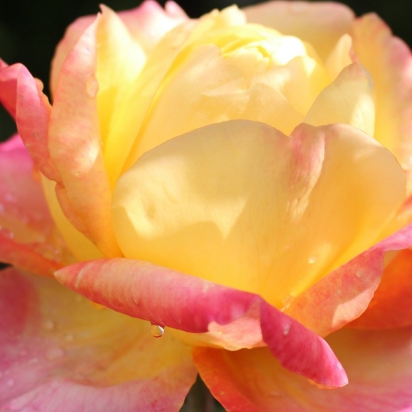 Meet your Posher, Mj - Picture 1 of 8